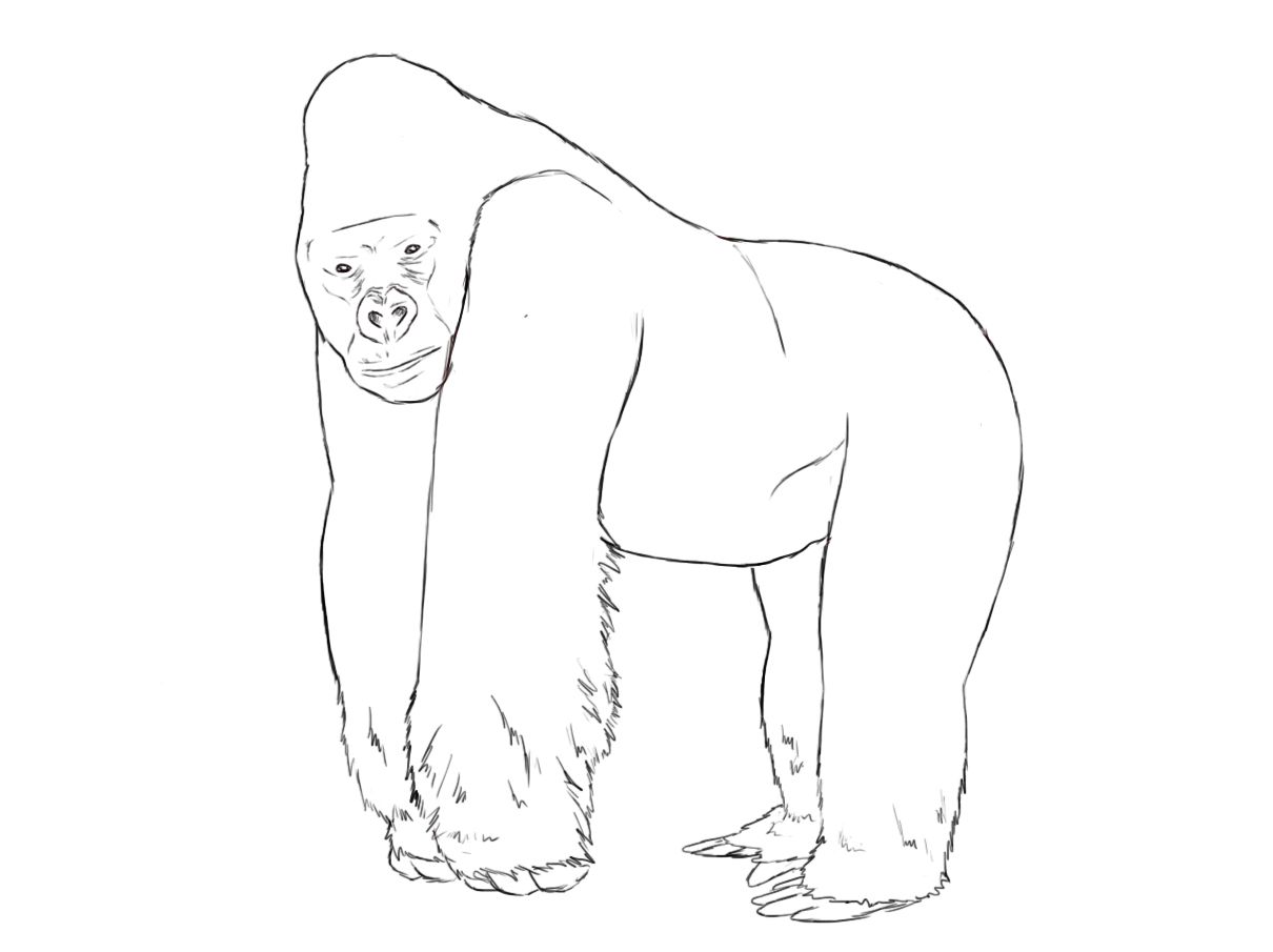 1210x905 How To Draw A Gorilla Draw Central Drawings, Art Sketches - Simple Gorilla Drawing