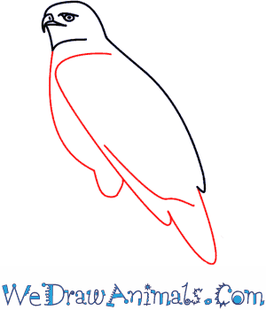 300x350 How To Draw A Hawk - Simple Hawk Drawing