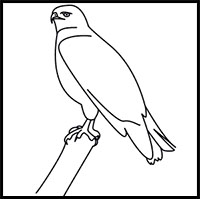 200x199 How To Draw Birds Drawing Tutorials Drawing How To Draw - Simple Hawk Drawing