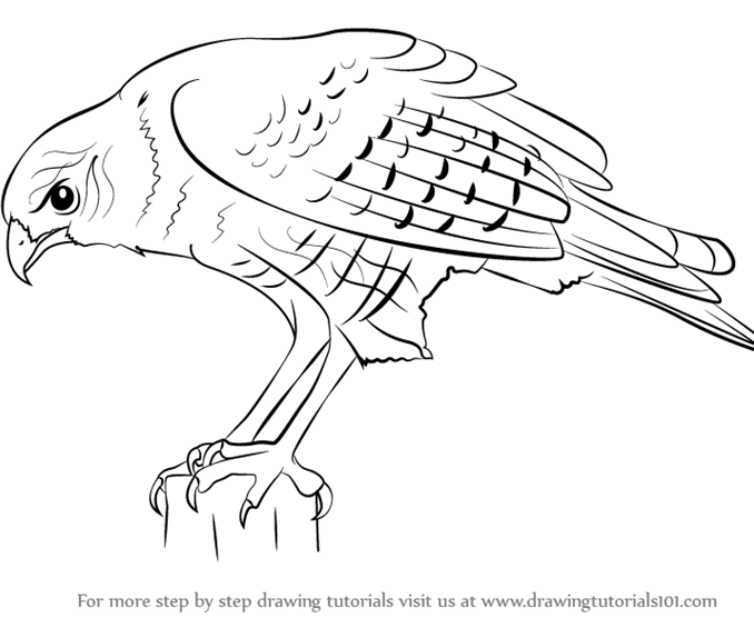 678x565 Hawk Drawing Simple For Free Download - Simple Hawk Drawing