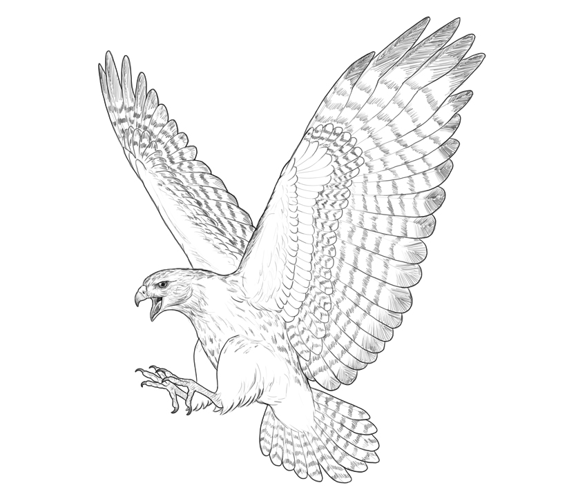 850x713 How To Draw A Hawk - Simple Hawk Drawing