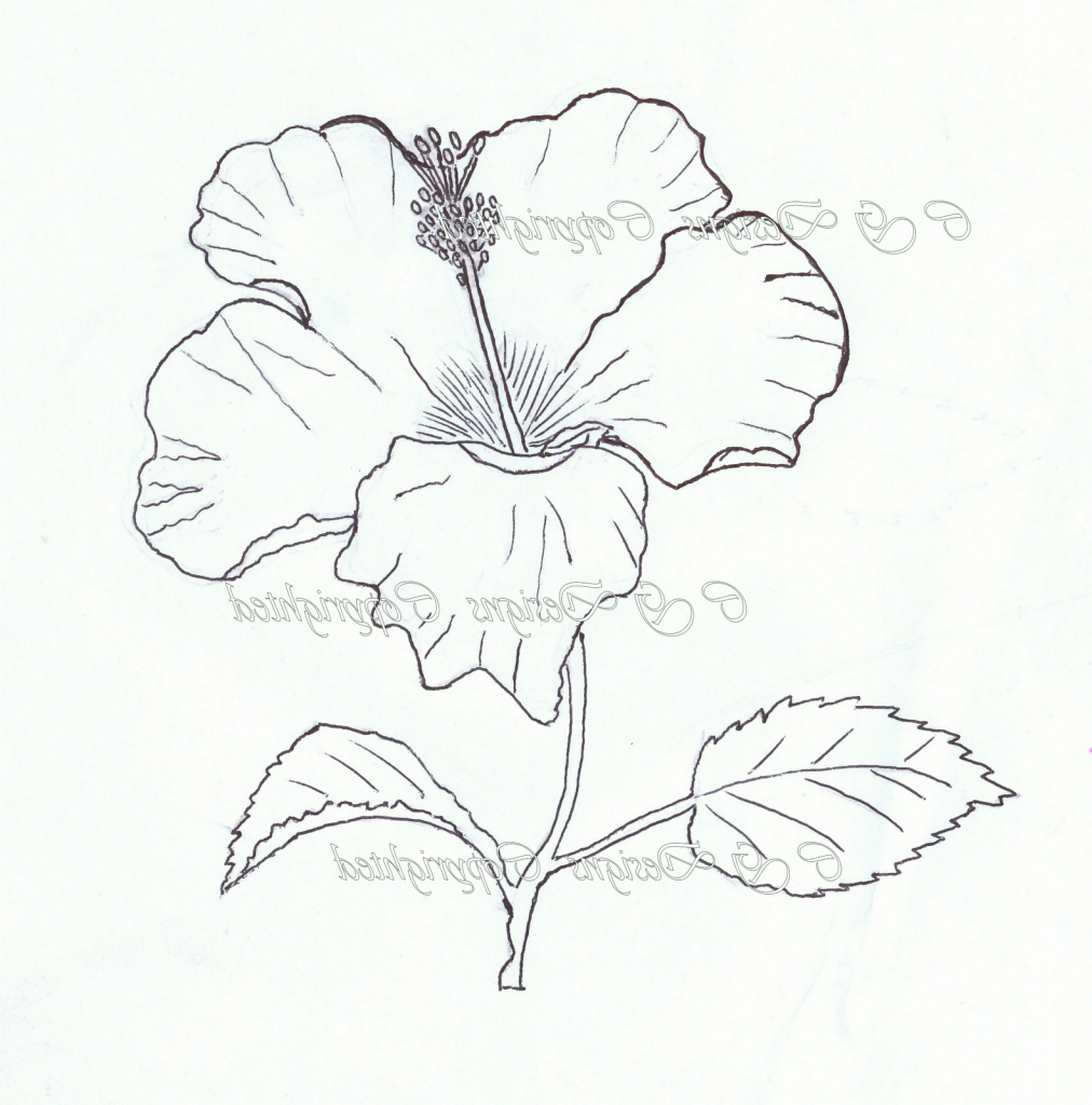 How To Draw A Hibiscus Flower Step By Step Easy