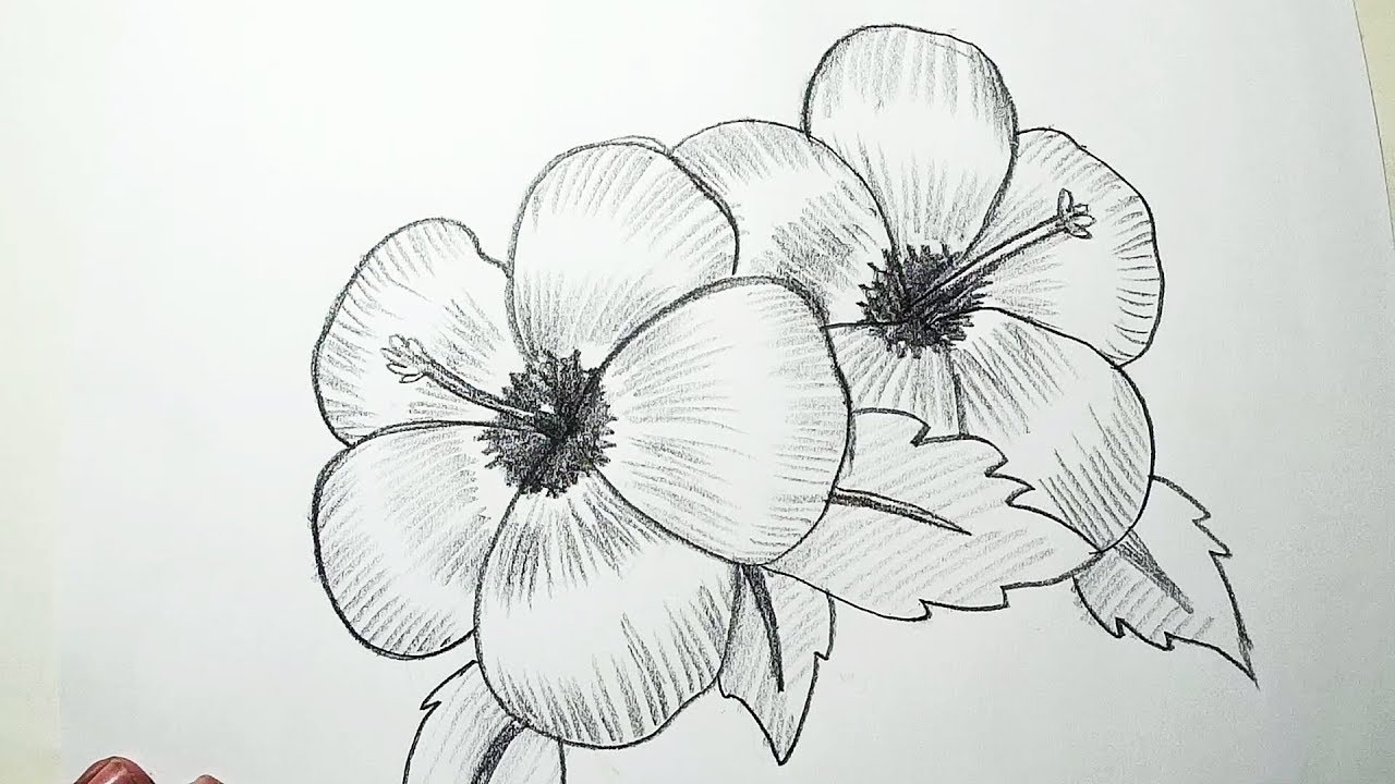 1280x720 hibiscus flower drawing step - Simple Hibiscus Drawing