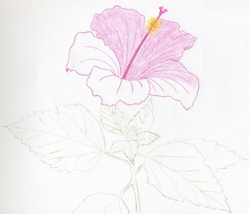 800x687 hibiscus flowers drawing tutorial - Simple Hibiscus Drawing