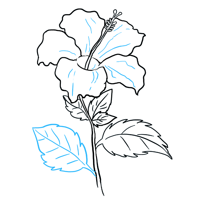 680x678 how to draw a hibiscus - Simple Hibiscus Drawing