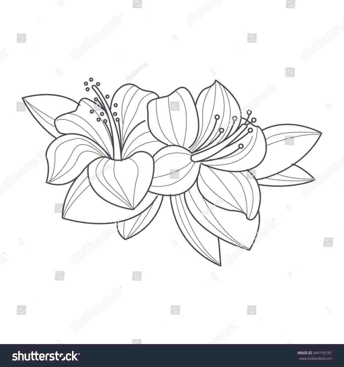 1185x1264 to draw a cartoon wikihowrhwikihowcom easy simple hibiscus flower - Simple Hibiscus Drawing
