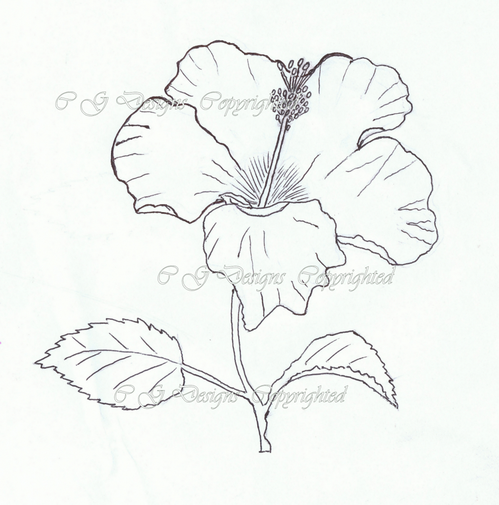 1012x1024 drawn hibiscus simple - Simple Hibiscus Drawing