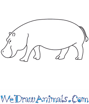 300x350 how to draw a hippopotamus - Simple Hippo Drawing