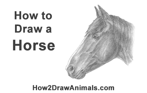 500x315 How To Draw A Horse - Simple Horse Head Drawing