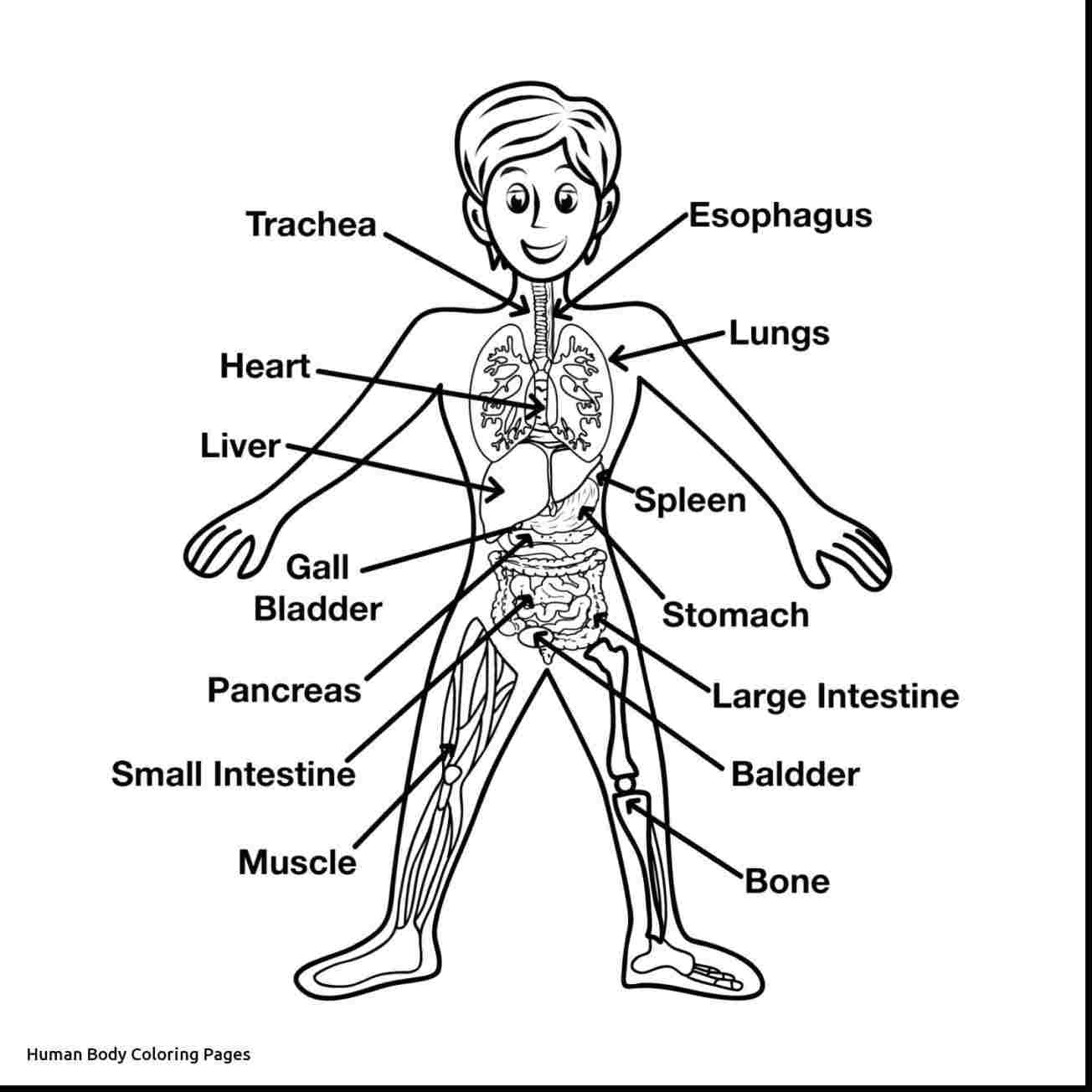 1304x1304 System Drawing Simple Human Rhcolossalsquidcom Skeletal System - Simple Human Body Drawing