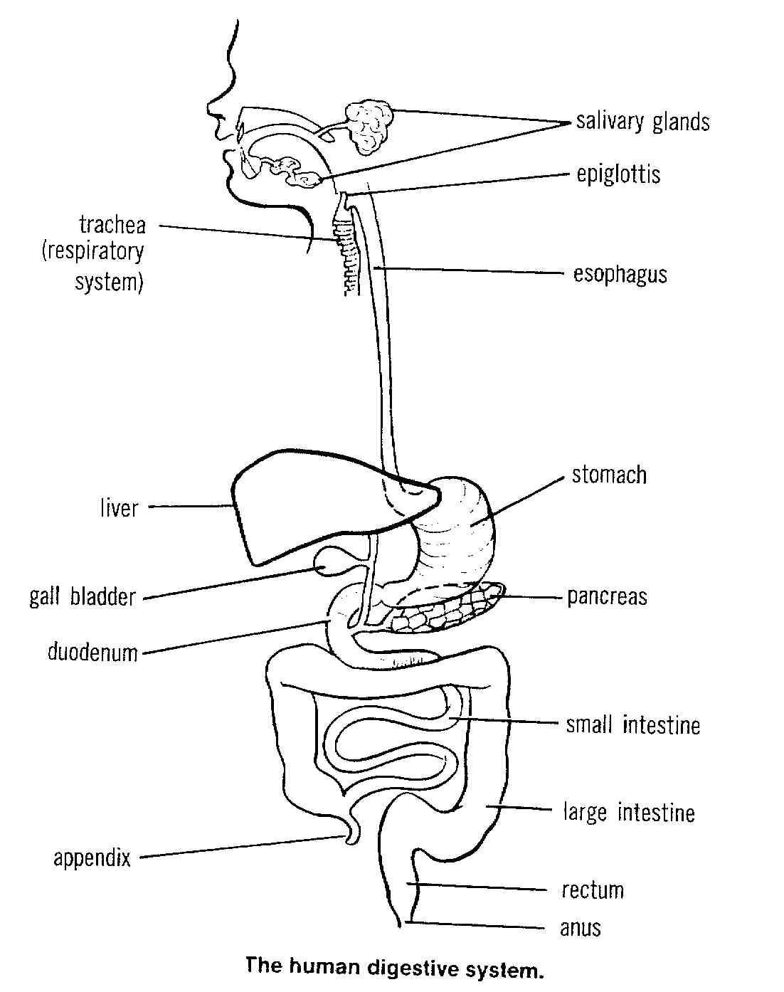 1102x1394 easy drawing of human body human digestive system easy draw - Simple Human Drawing