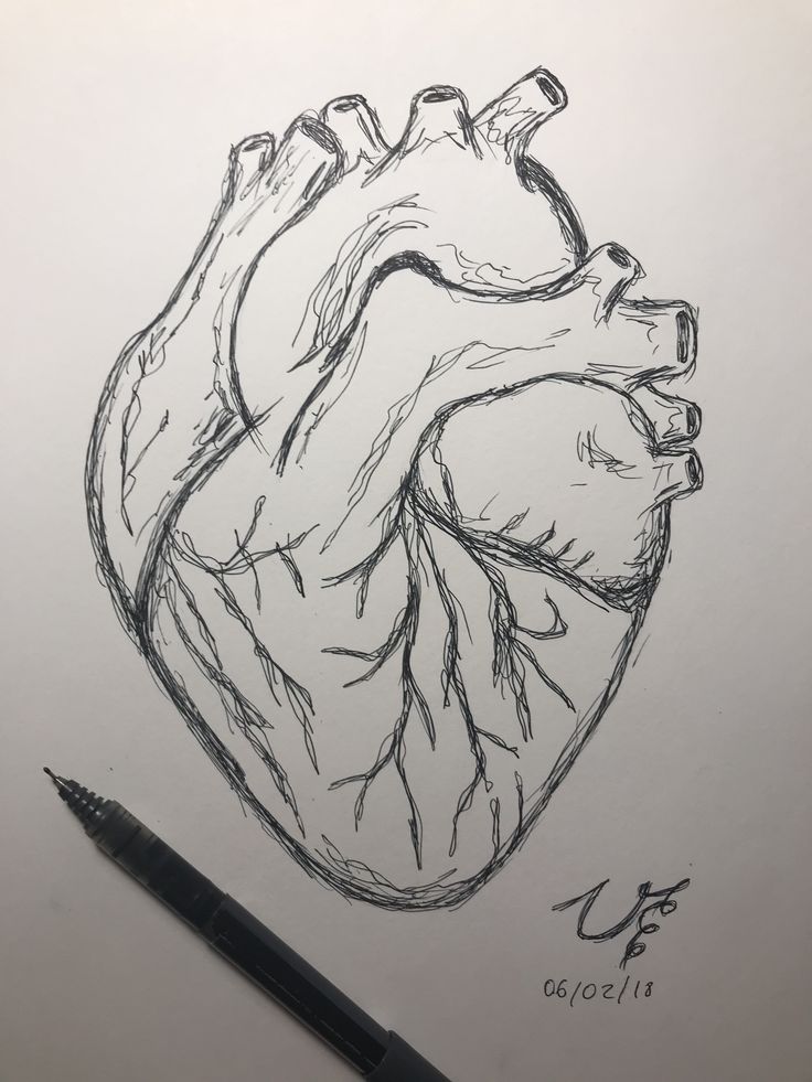 736x981 Human Heart Drawing - Simple Human Drawing