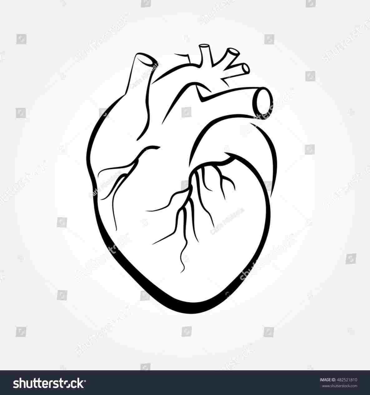 1185x1264 Ideas And Drawingsrhcom Simple Diagram Photos - Simple Human Drawing