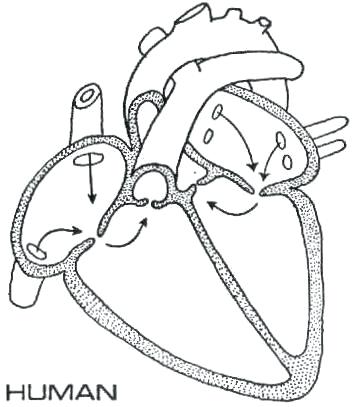 354x407 simple human heart diagram labeled best blank images - Simple Human Drawing
