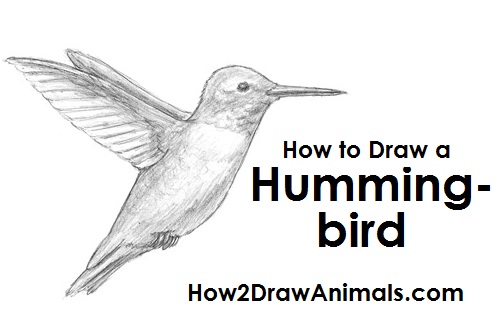 500x315 How To Draw A Hummingbird - Simple Hummingbird Drawing