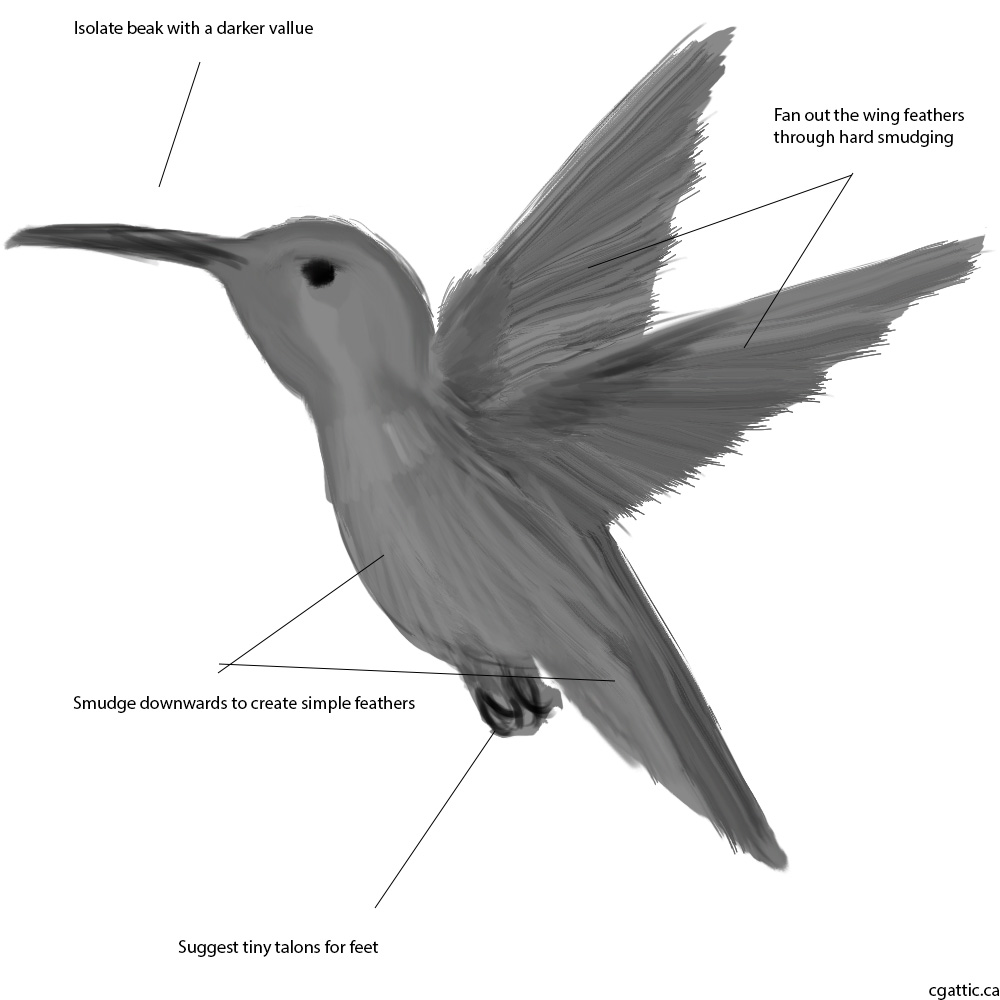 1000x1000 Realistic Hummingbird Drawing In Steps With Photoshop - Simple Hummingbird Drawing