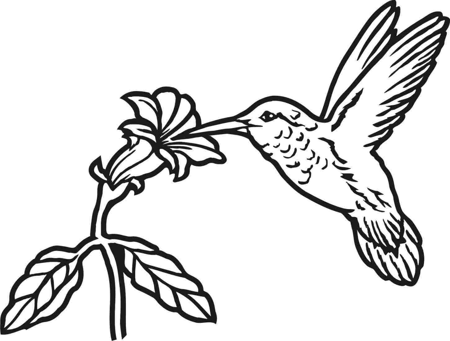 Simple Hummingbird Drawing at PaintingValley.com | Explore collection