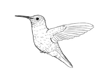 320x230 How To Draw A Hummingbird - Simple Hummingbird Drawing