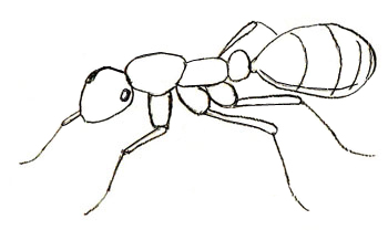 350x208 How To Draw An Ant - Simple Insect Drawings