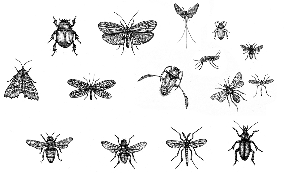 929x559 Natural History Illustration Insect Anatomy - Simple Insect Drawings