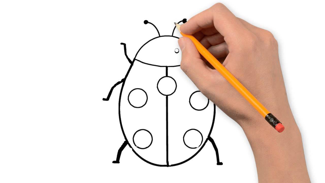 1280x720 Insects Animals Pencil To Draw Step - Simple Insect Drawings