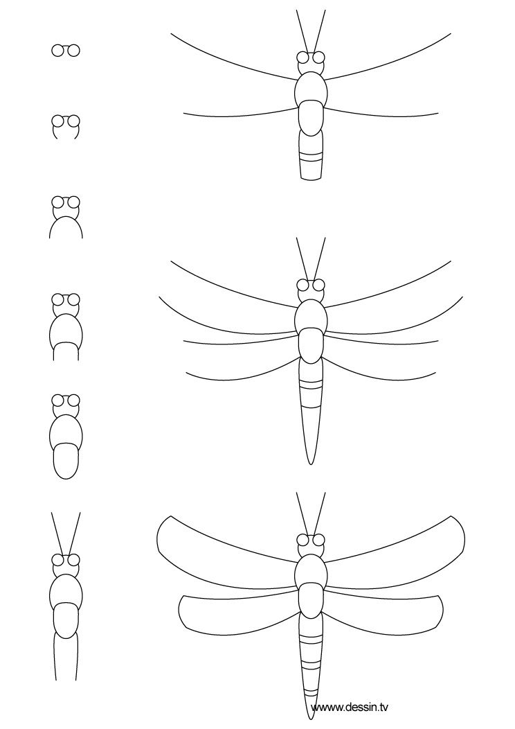 744x1052 Learn How To Draw A Dragonfly With Simple Step - Simple Insect Drawings