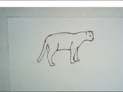480x360 how to draw a jaguar - Simple Jaguar Drawing
