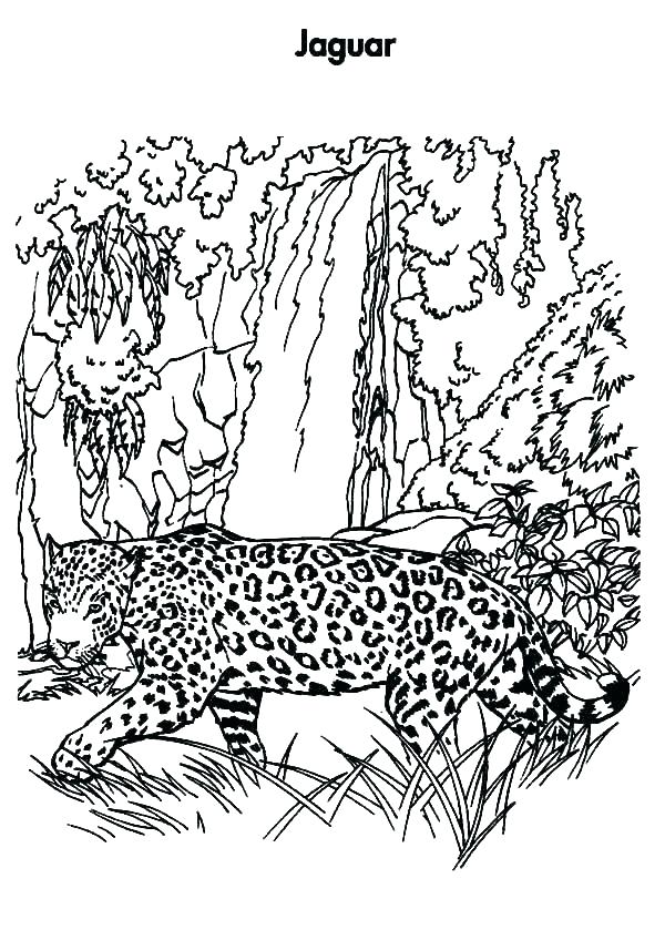 600x839 jaguar coloring - Simple Jaguar Drawing