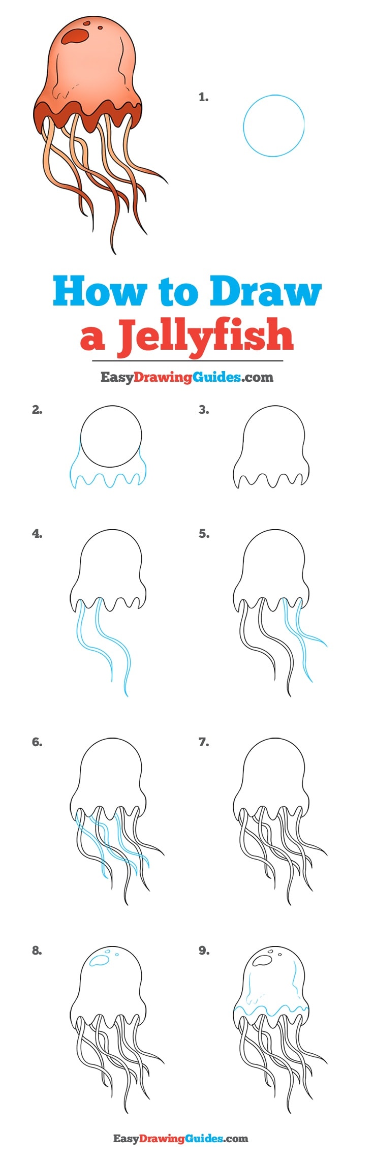 736x2282 how to draw a jellyfish - Simple Jellyfish Drawing