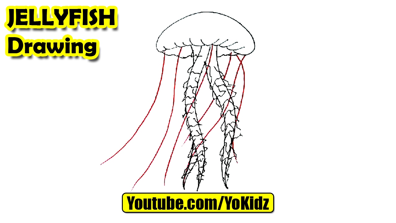 1280x720 how to draw jellyfish for kids - Simple Jellyfish Drawing