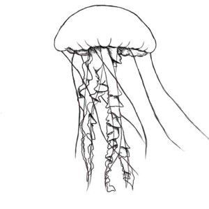 300x300 simple jellyfish drawing simple drawing - Simple Jellyfish Drawing