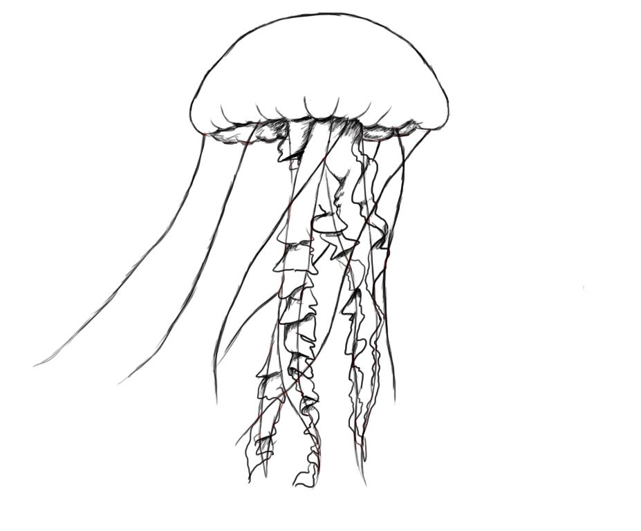 927x768 Simple Jelly Fish Art Journal Sketch Book In Fish - Simple Jellyfish Drawing