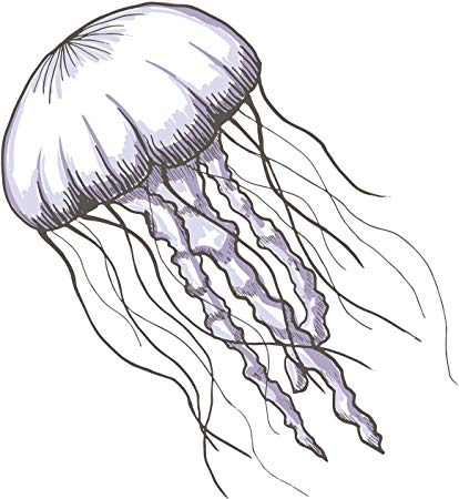 Simple Jellyfish Drawing at PaintingValley.com  Explore collection of Simple Jellyfish Drawing