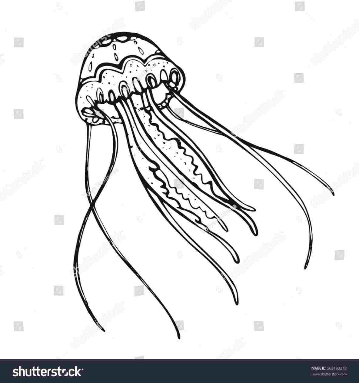1185x1264 jellyfish drawing download on ubisaferhubisafeorg handdrawn - Simple Jellyfish Drawing