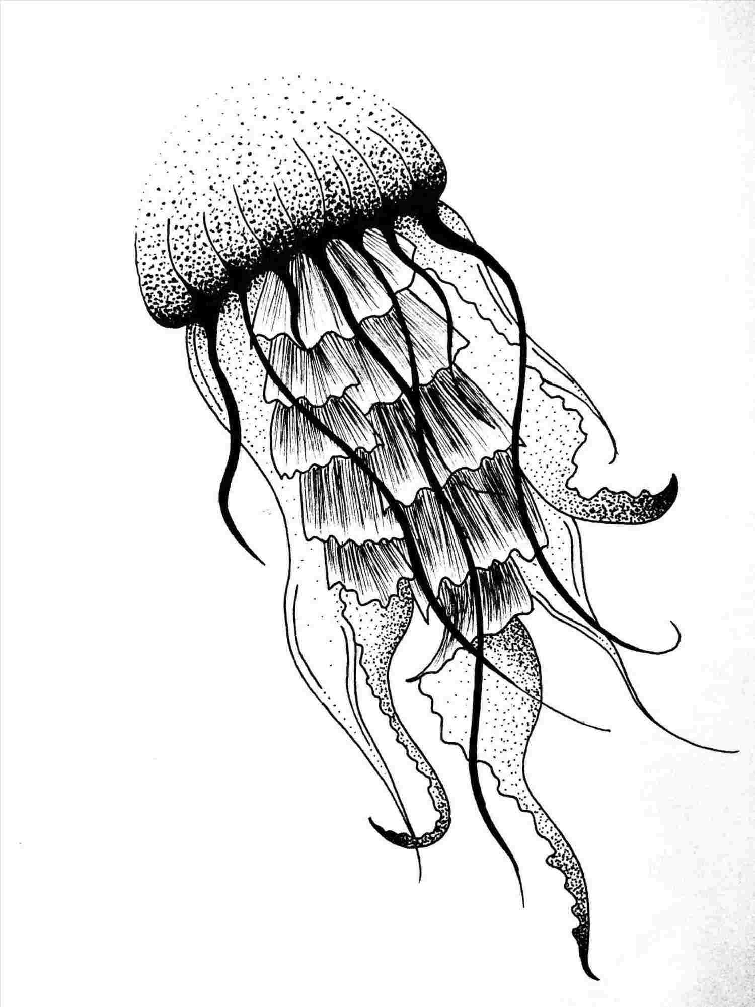 Simple Jellyfish Drawing at Explore collection of