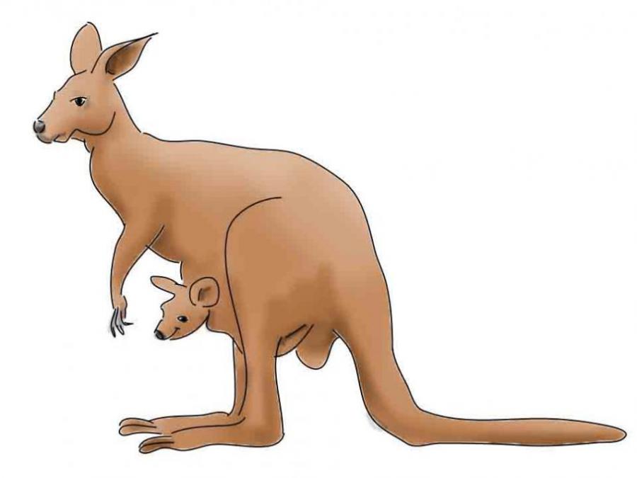 900x675 kangaroo engineering drawing drawings pictures drawings ideas - Simple Kangaroo Drawing