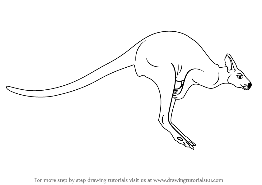 842x596 learn how to draw a kangaroo - Simple Kangaroo Drawing