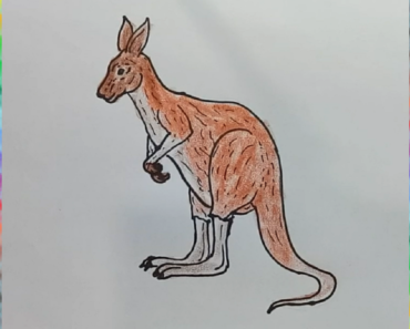 370x297 simple kangaroo drawing archives - Simple Kangaroo Drawing