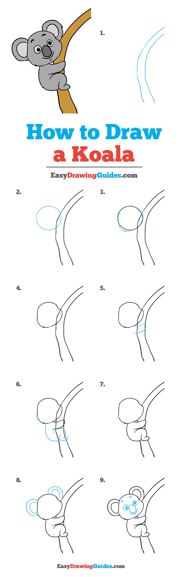 736x2251 How To Draw A Koala - Simple Koala Drawing