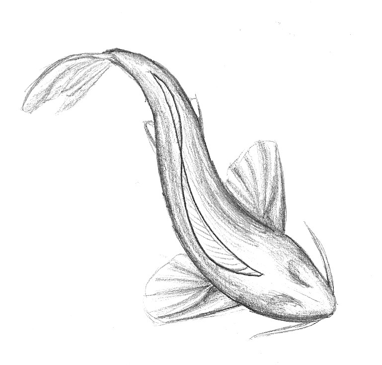 Koi Fish Drawing Simple at Explore collection of