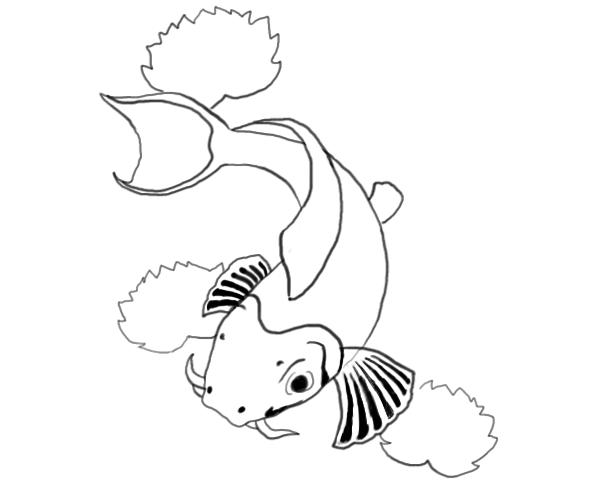 600x500 simple koi fish drawing koi fish drawings drawing factory deve - Simple Koi Drawing