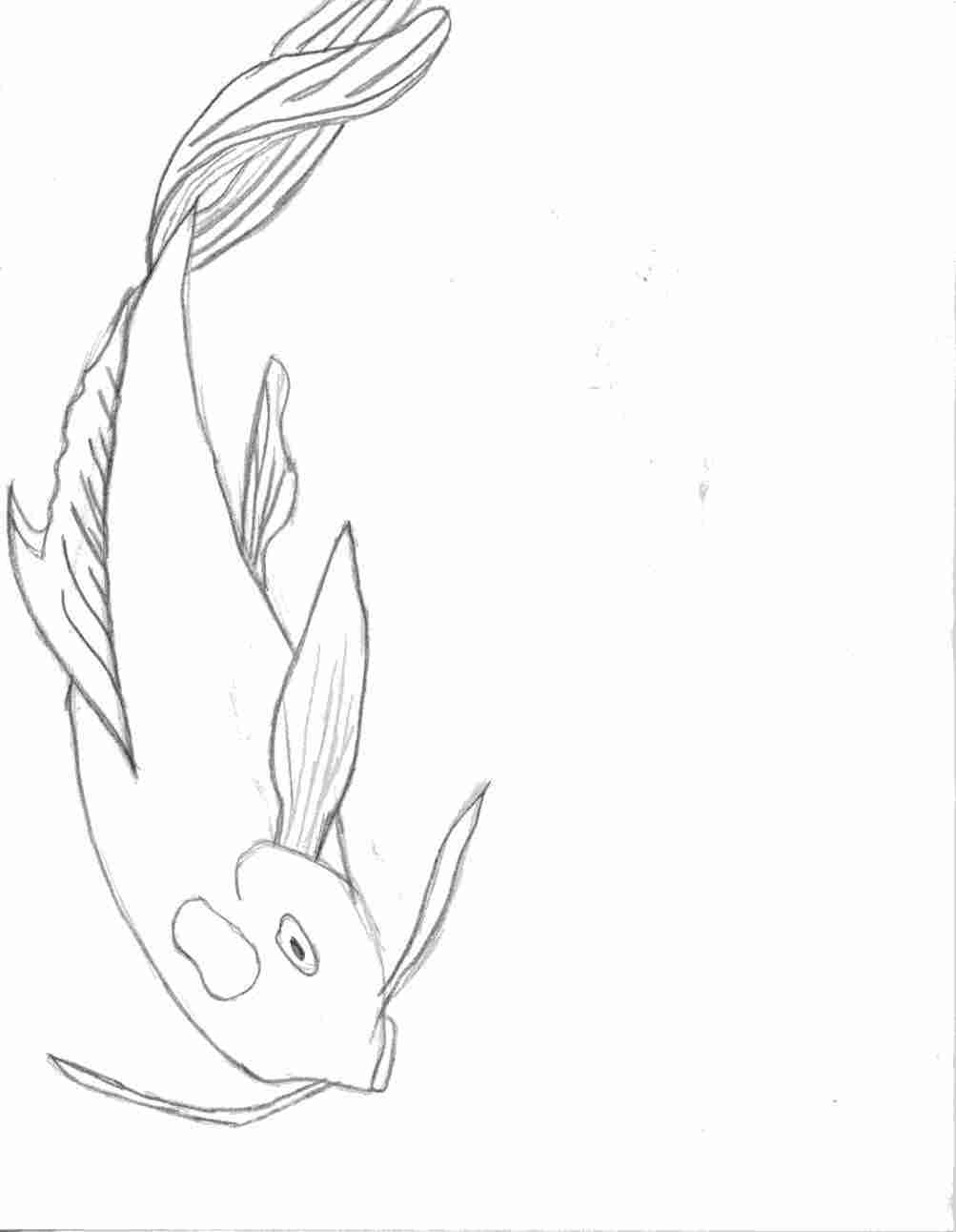 1003x1292 Koi Fish Drawings Steps - Simple Koi Fish Drawing