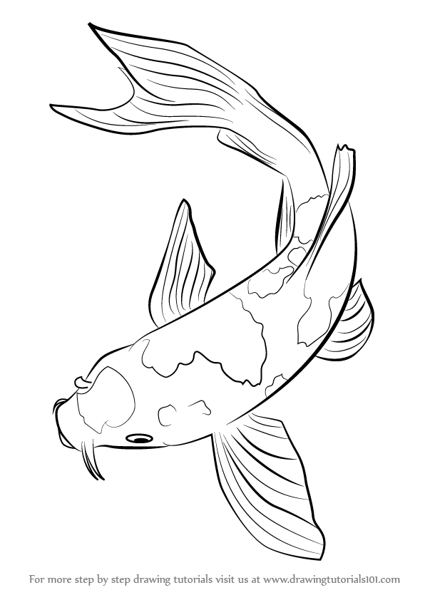596x842 Koi Fish Belongs Tot He C Carpio Specie In This Tutorial, We - Simple Koi Fish Drawing