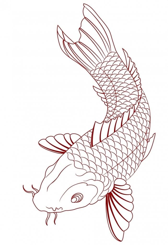701x1023 simple koi fish tattoo sketch tats koi fish tattoo meaning - Simple Koi Fish Drawing