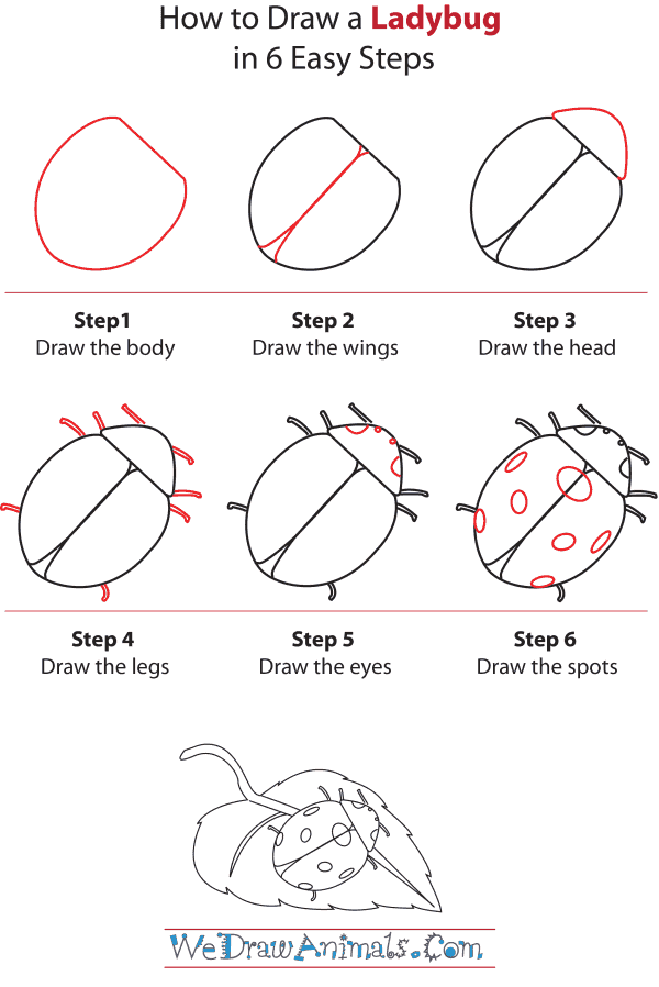 600x898 How To Draw A Ladybug - Simple Ladybug Drawing
