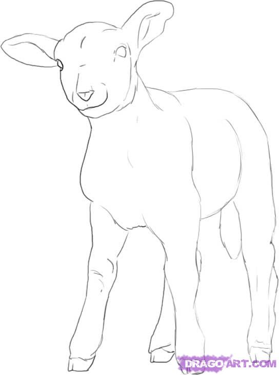 Simple Lamb Drawing at Explore collection of