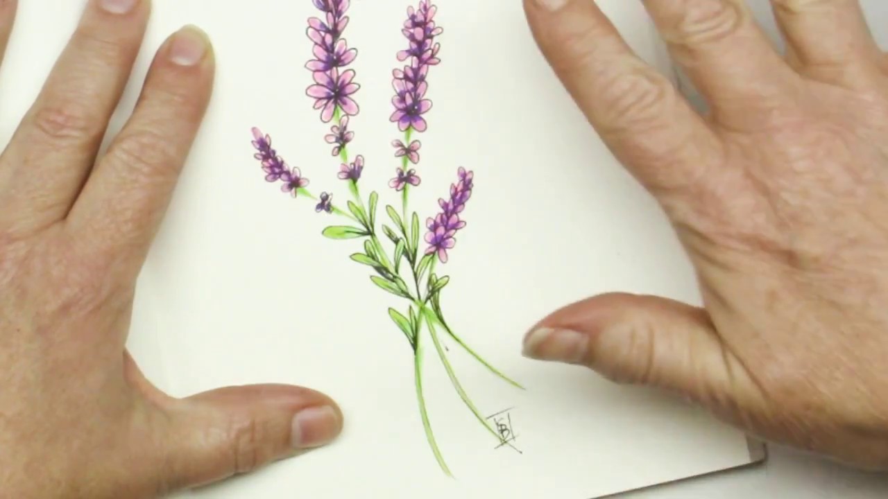 1280x720 Pen And Ink Drawing Tutorial How To Draw Lavender Flowers - Simple Lavender Drawing