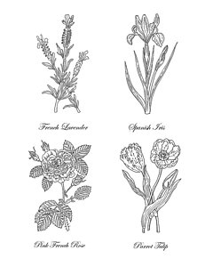 240x300 Simple Drawings Fine Art America - Simple Lavender Drawing