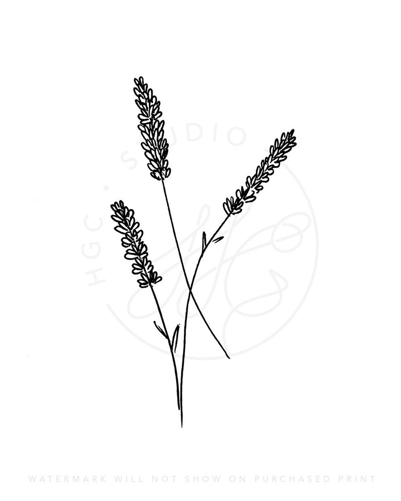 794x992 simple lavender line drawing print etsy - Simple Lavender Drawing.