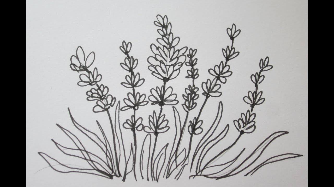 1280x720 The Easy Way To Draw A Lavender Flower - Simple Lavender Drawing